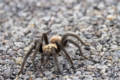 Texas Brown Tarantula 2023